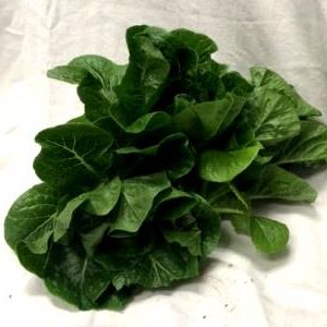 Bulk Romaine Lettuce 12ct