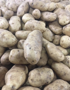 Russet Burbank Potatoes