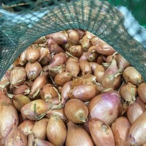 Organic Shallots - Stores