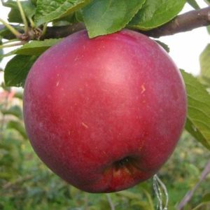 Organic Spartan Apples