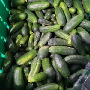 Pickling Cucumbers (10lb Bag)