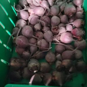 Sudo Red Beets (10lb Bag)