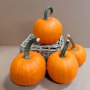 Sugar Pumpkin (10 Count)