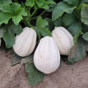 Mashed Potato Squash-20lb Case