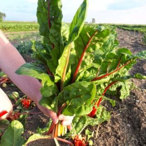 Rainbow Swiss Chard - 4 lb case