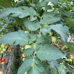 Tomato Leaves on Stem