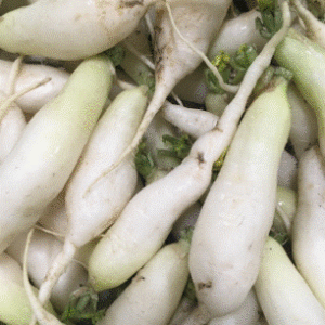 Fresh White Icicle Radish