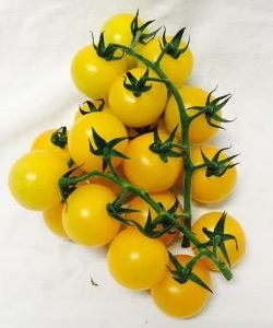 KG - Yellow Cocktail Tomato
