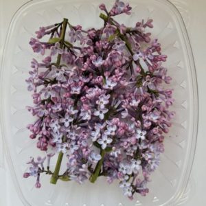 Lilac Clusters (5 Count)