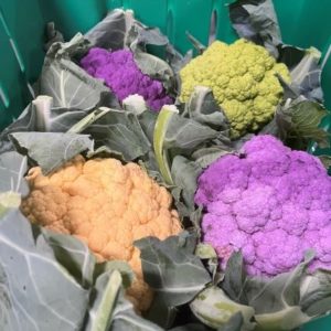 Mixed Cauliflower (4 heads)