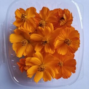 Cosmos (20 Count)