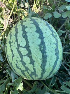 Yellow Watermelon-Approx 5 lb