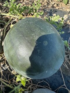 Red Watermelon-Approx 9 lb