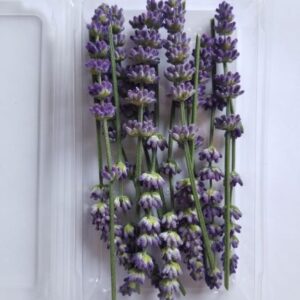 English Lavender (15 Count)