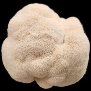 Lions Mane (5lb Case)