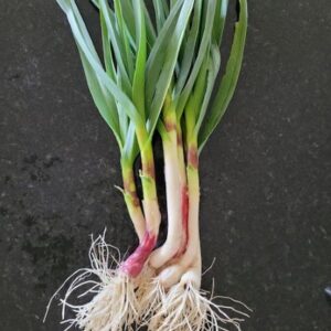 Spring Garlic (227g)