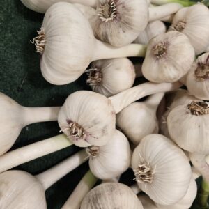 Organic Russian Red Garlic