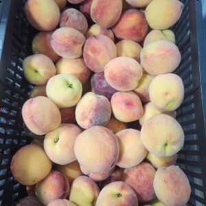 Freestone Peaches - 20lb Case - BC