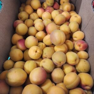 Fresh Apricots - 20lb Case - BC