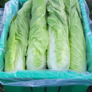 Organic Radicchio 8ct