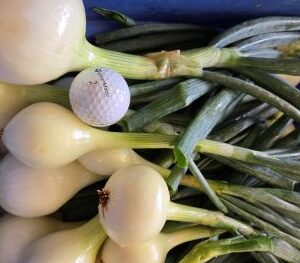 Organic Spanish Onions