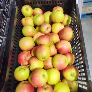 Sunrise Apples- 18 lb- BC