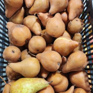 Bosc Pears-20lb - BC