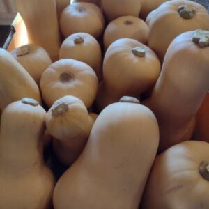 Butternut Squash - 25lb Case