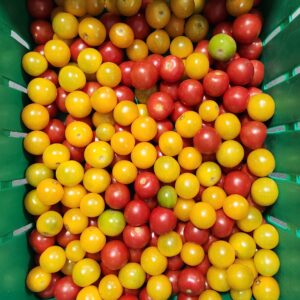 Coloured Cocktail Tom - 10lb