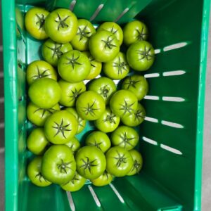 Green Beefsteak 15lb - AB