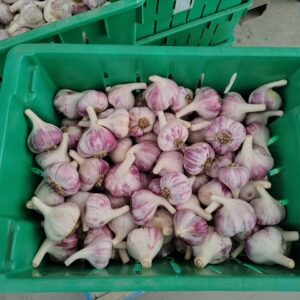 Organic Garlic - 15lb Case